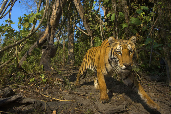 donna boatright add Safari Tiger Bbc photo