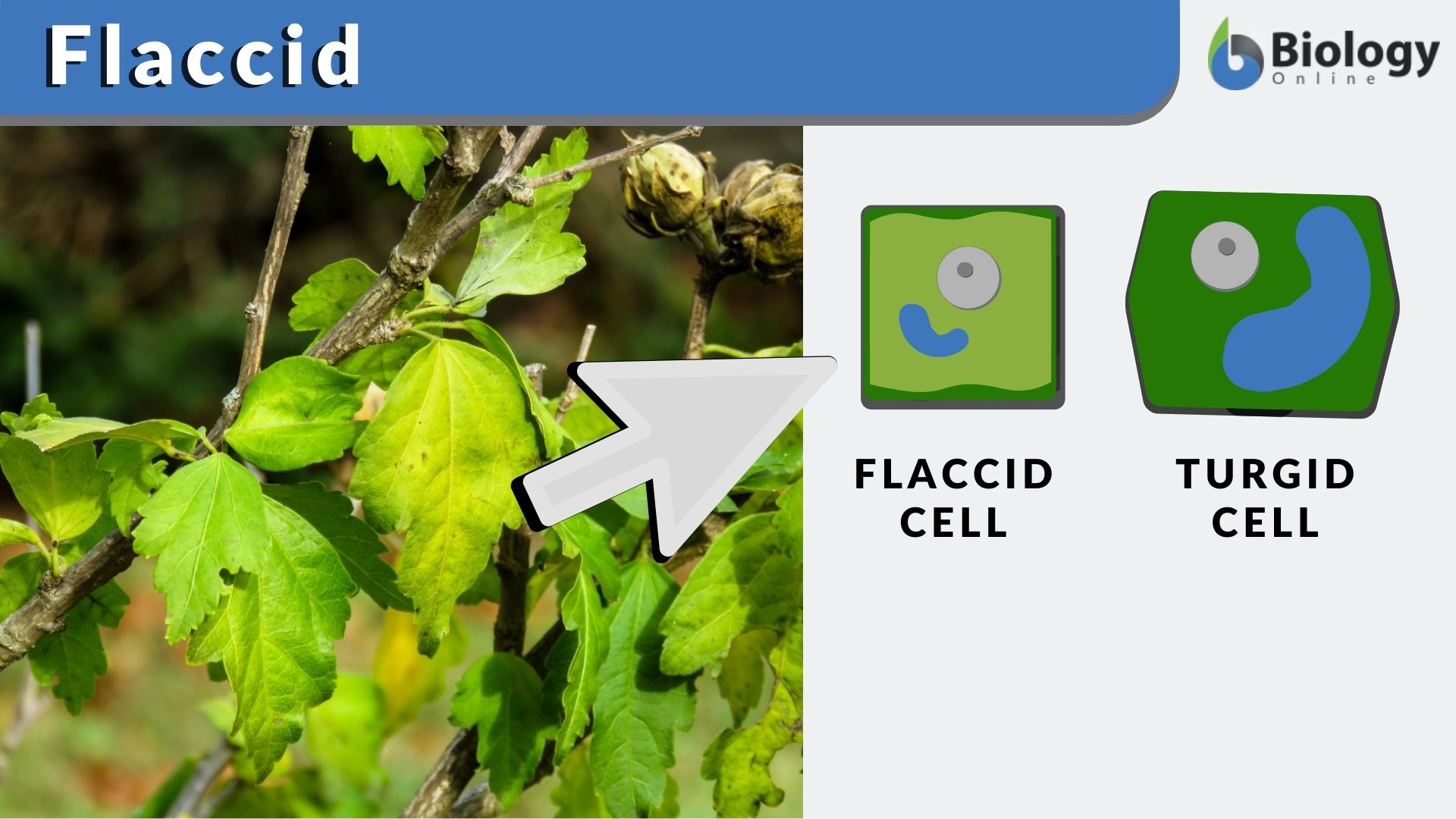 bryan held add Flacid Bbc photo
