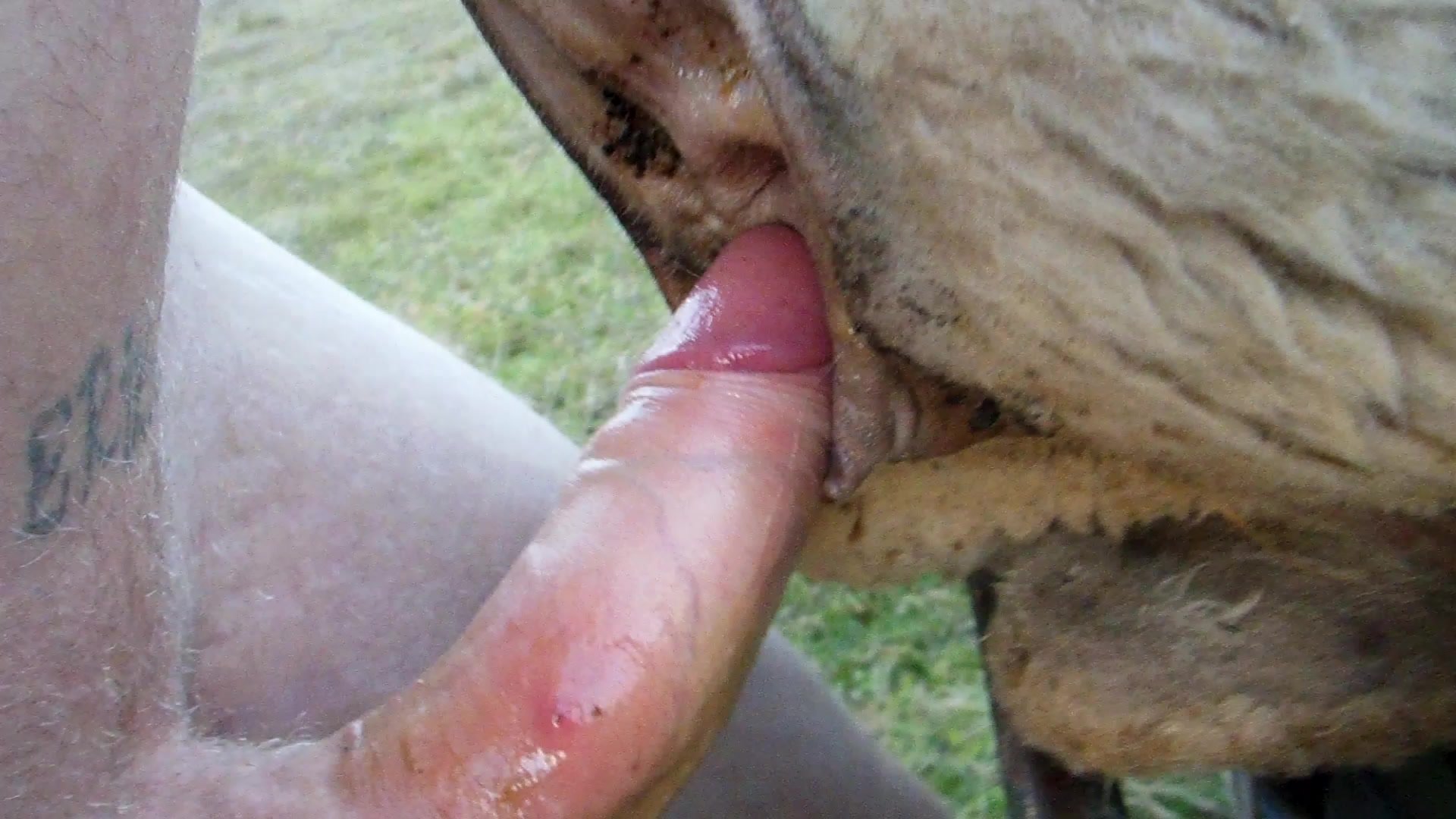 bailey bracken add Gay Goat Porn photo