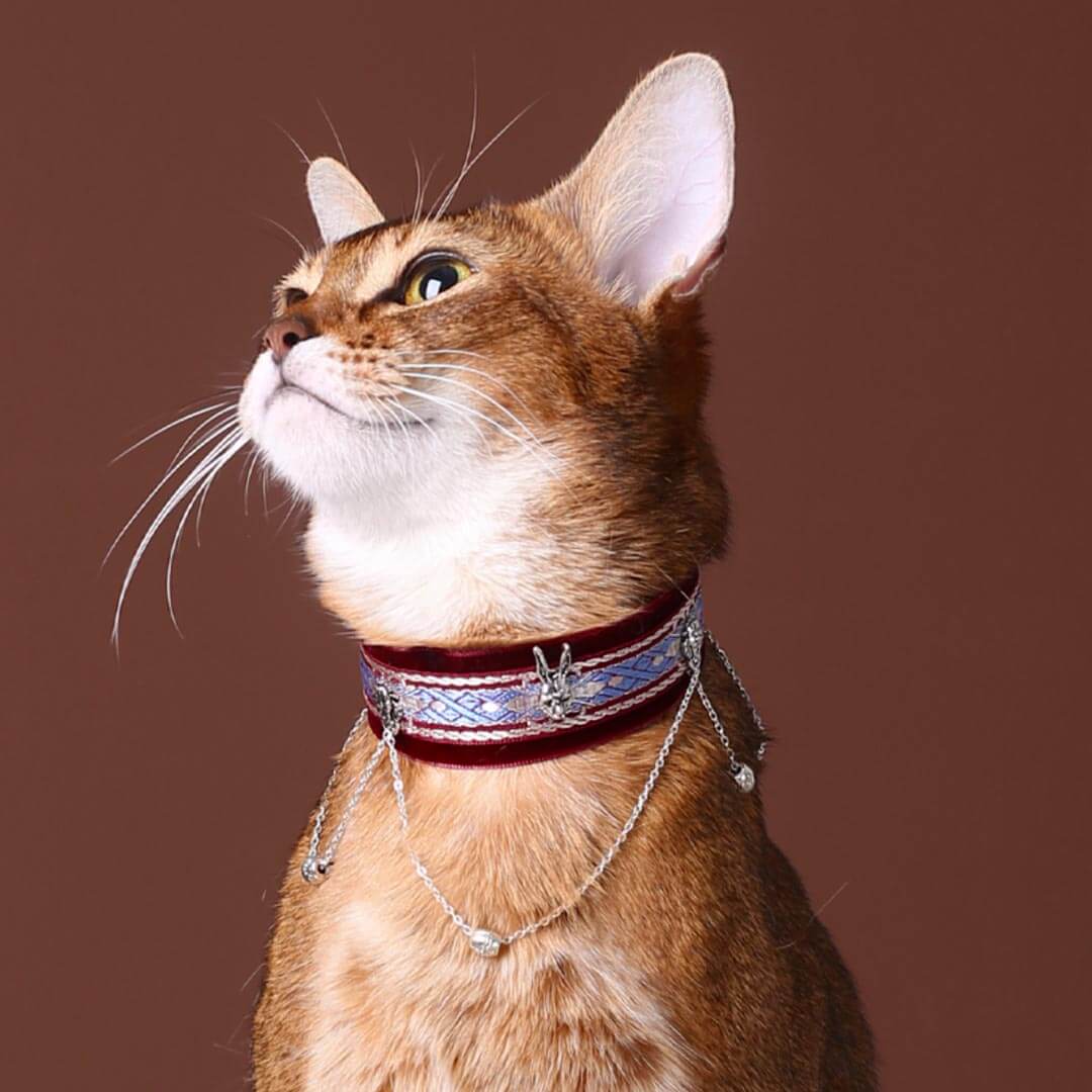 ayu purwaningsih add Goth Cat Collar photo