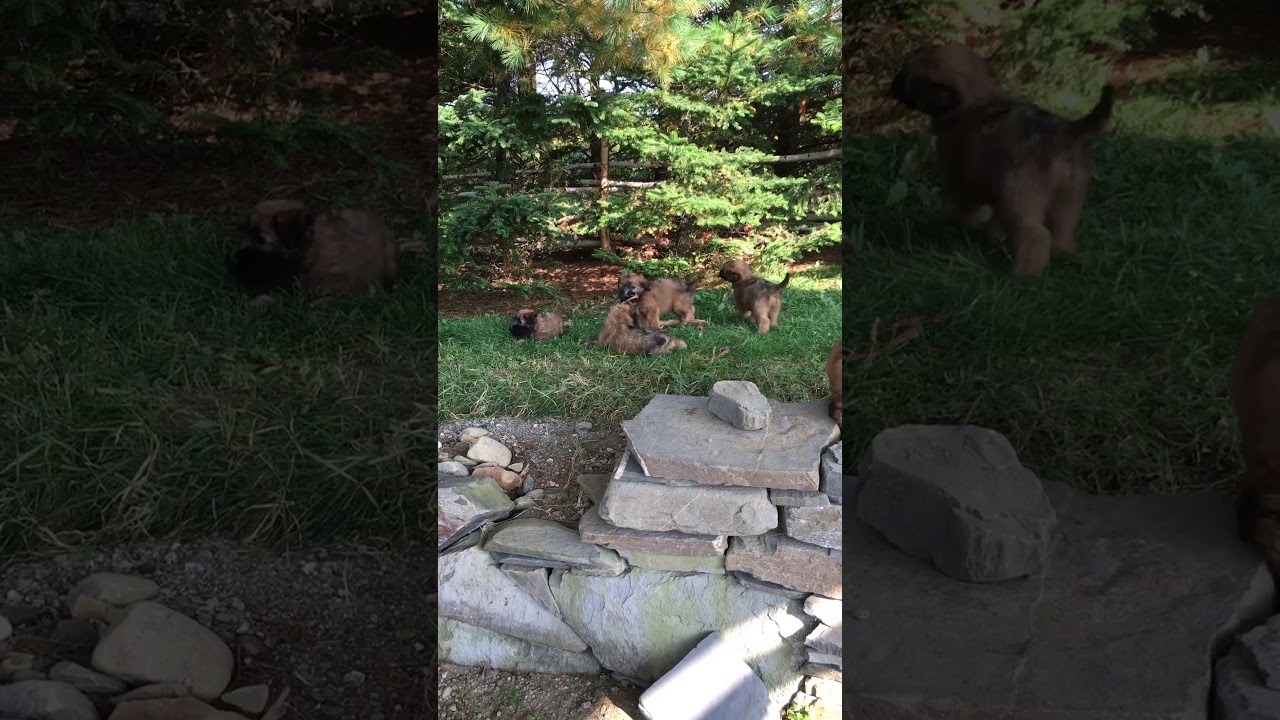 brian kemper add Happy Tugging Video photo