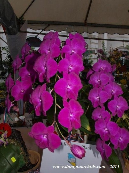 darlene rose add Hinata Komine photo