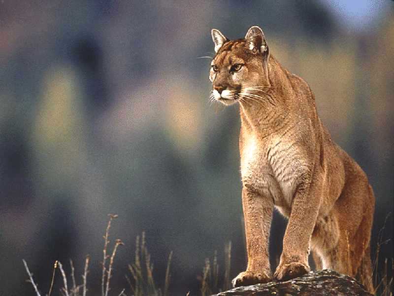 dena ramos add Homemade Cougar photo