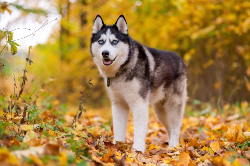 chloe camp add Hot Asian Doggy photo