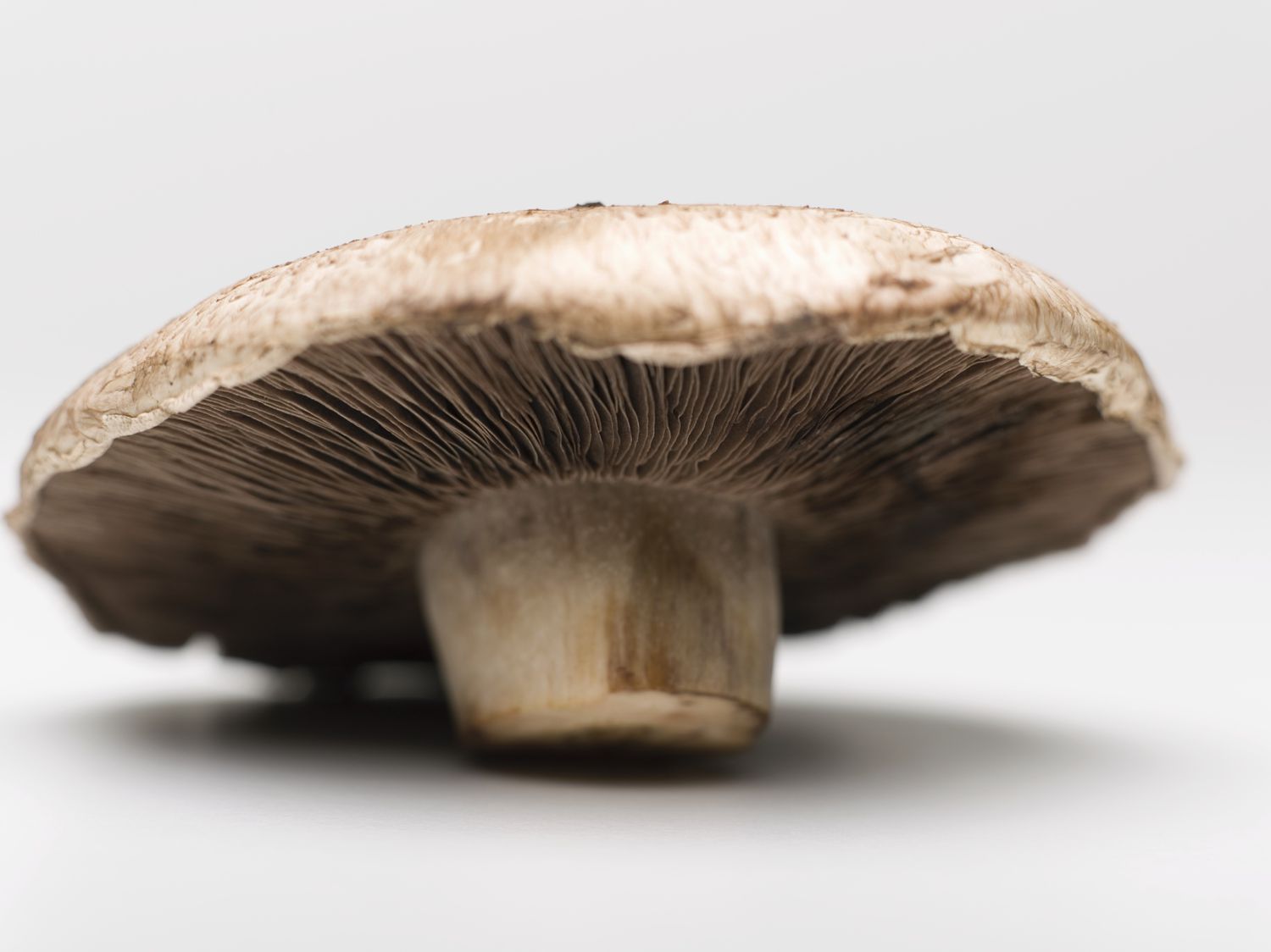 aleksandra saska perovic add Huge Mushroom Head photo