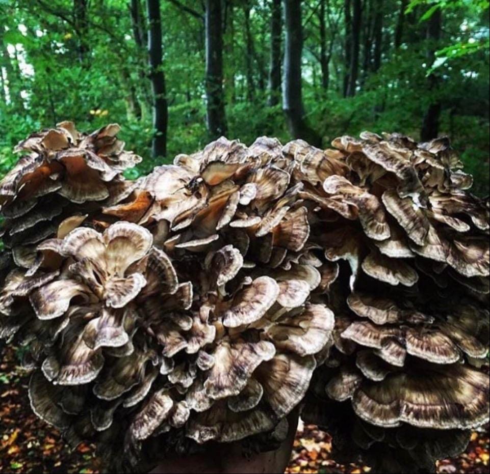 cassandra bradley add Huge Mushroom Head photo