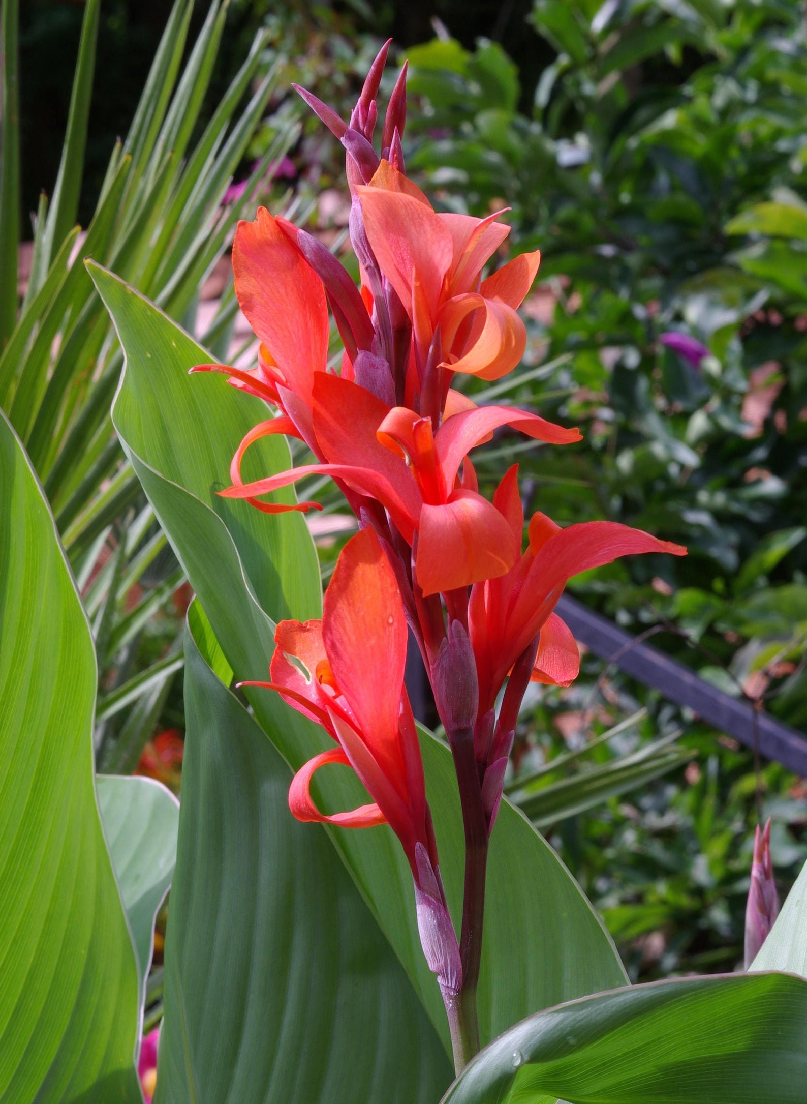 christian kyle add Indica Flower Hd photo