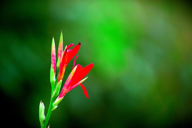 brooke marabello add Indica Flower Hd photo