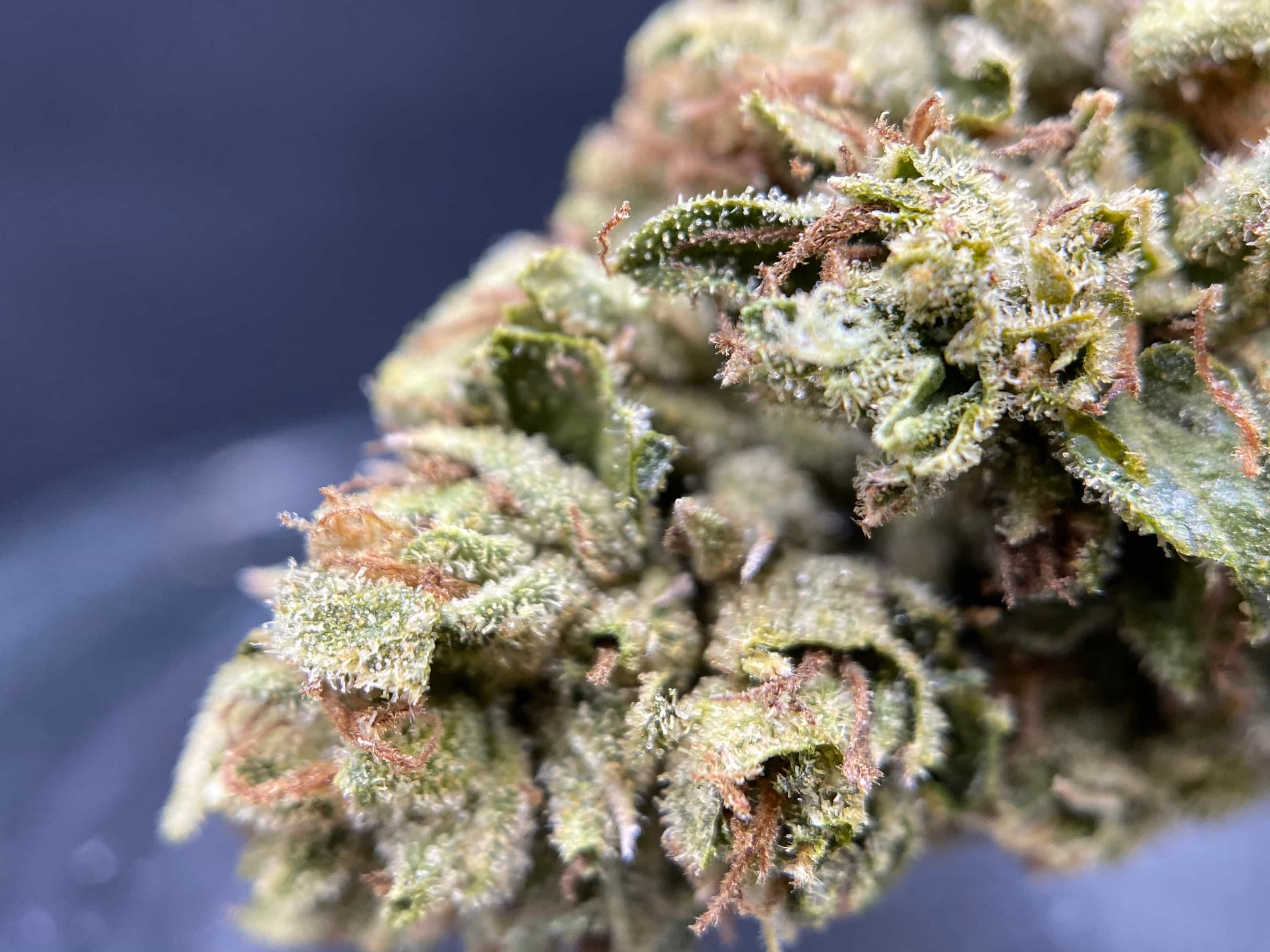 danny jensen add Indica Flower Hd photo