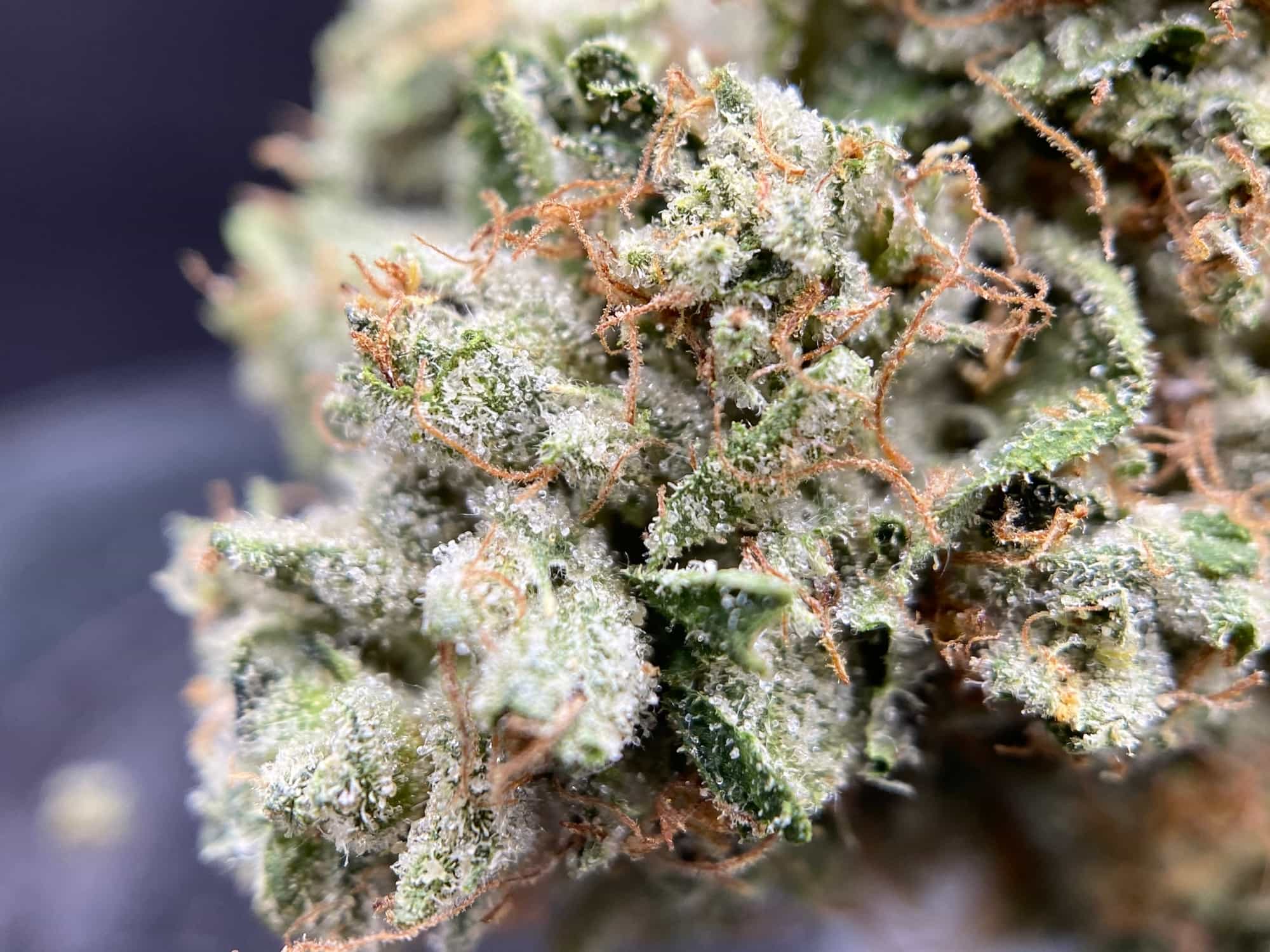 dorothy lutes add Indica Flower Hd photo