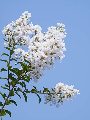 Indica Flower Hd 7821