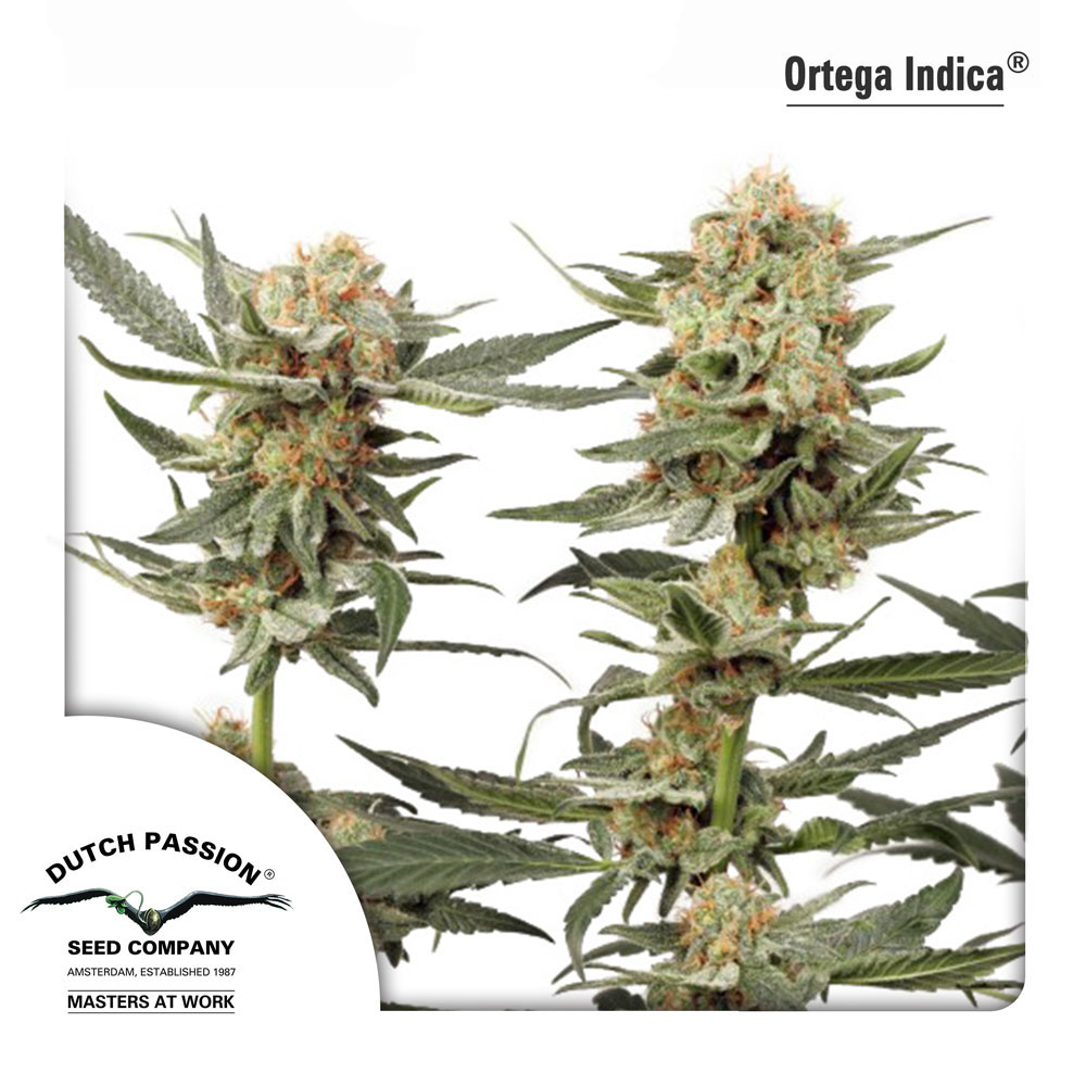 adie fadly add Indica Renegade photo