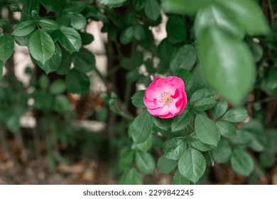 darshana deshpande add Ivy Rose Free Use photo