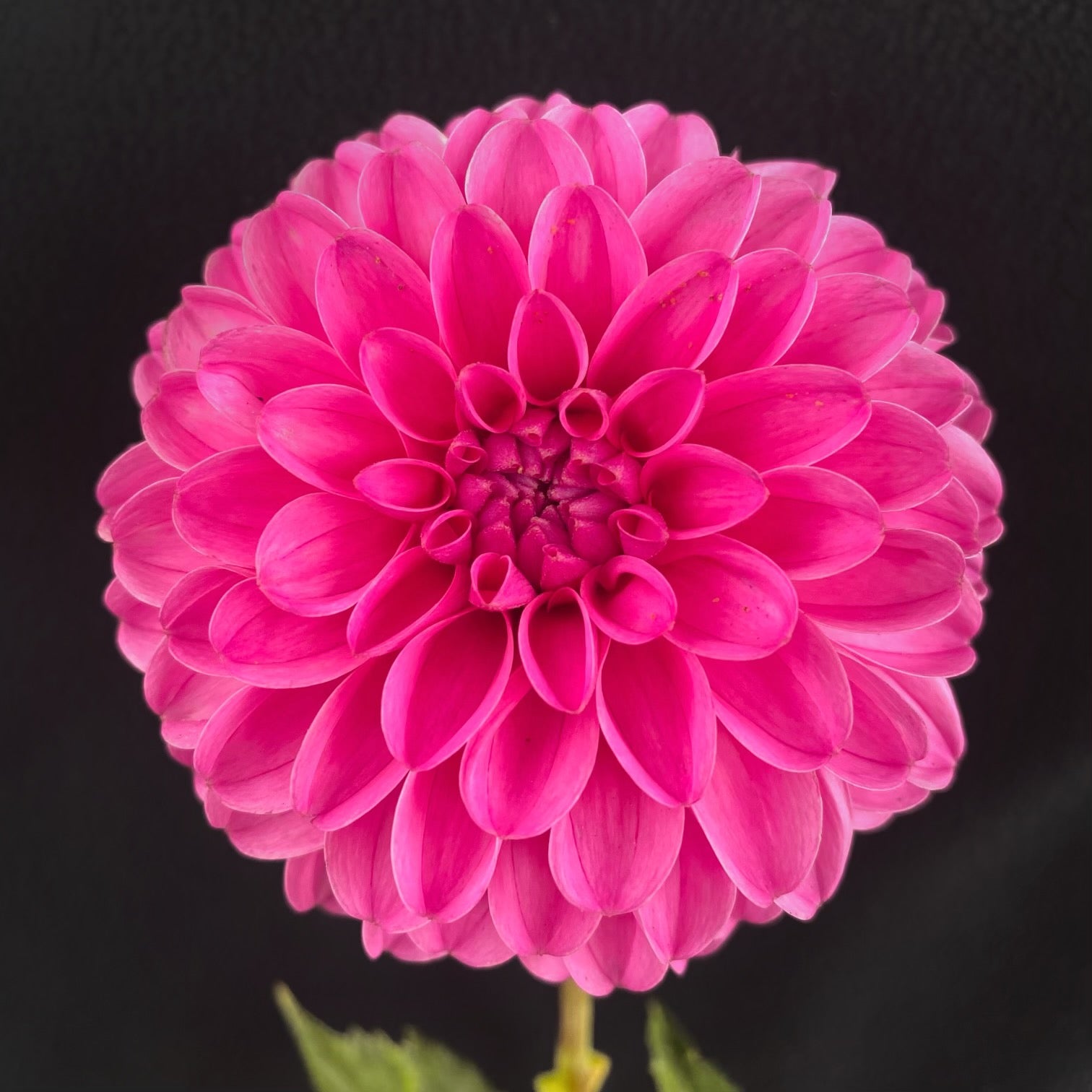 christian cecil add Ivy Rose Porn photo