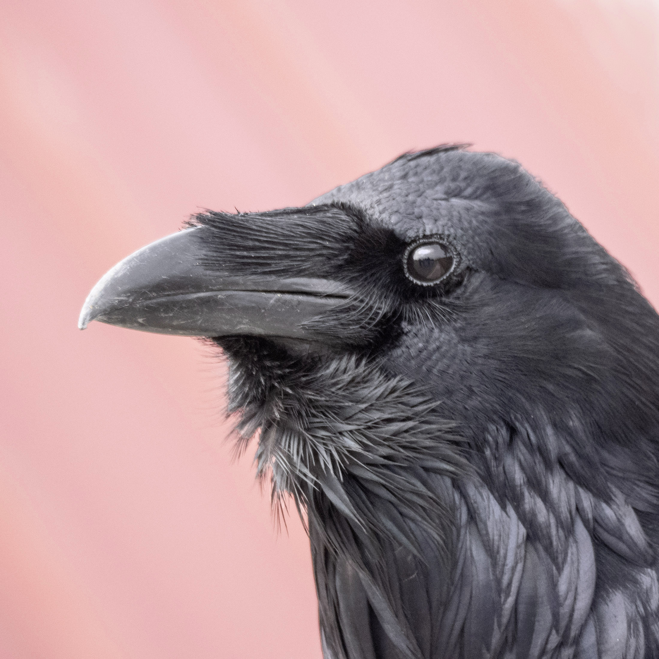 andrei marcu add Kevin Crows photo