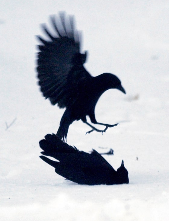 adam randazzo add Kevin Crows photo