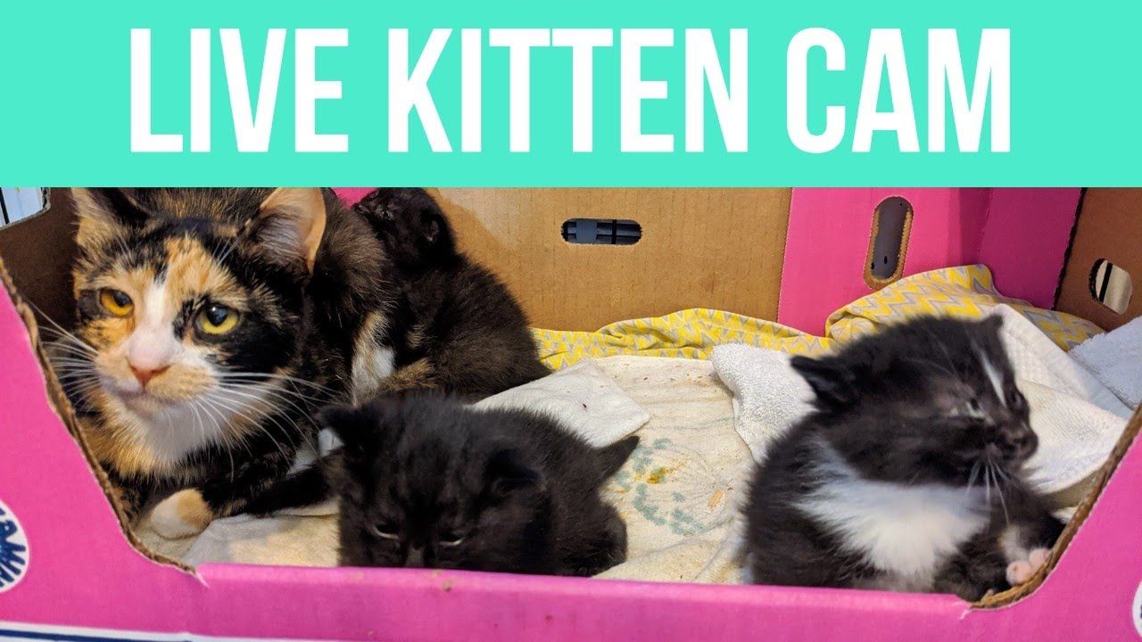 david maccallum add Kitty Cam Hoby Buchanon photo