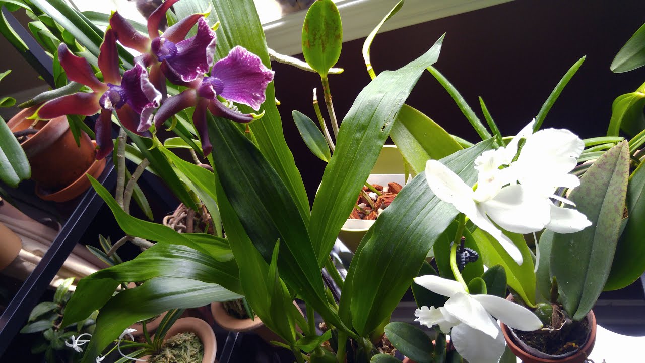 andrew mas add Krystal Orchid photo