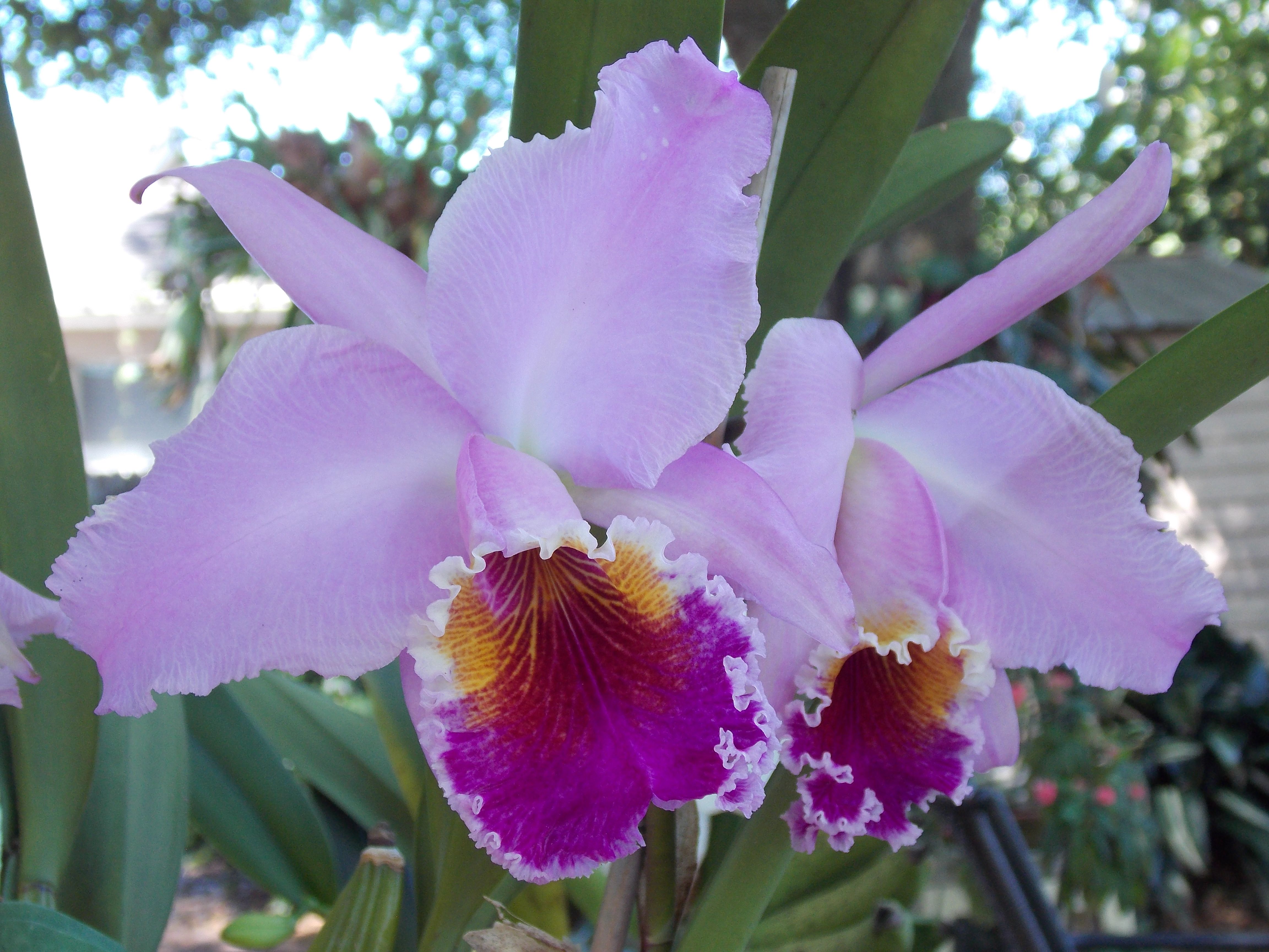 ann convery add Krystal Orchid photo