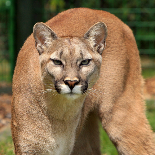ann darke add Latin Cougars photo
