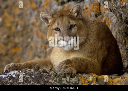 desiree edmondson add Latin Cougars photo