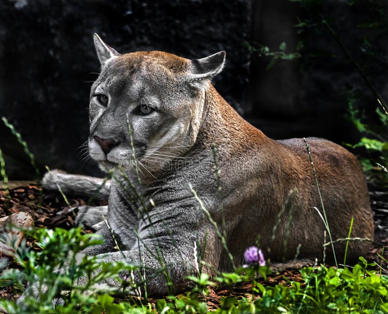 Latin Cougars 17324