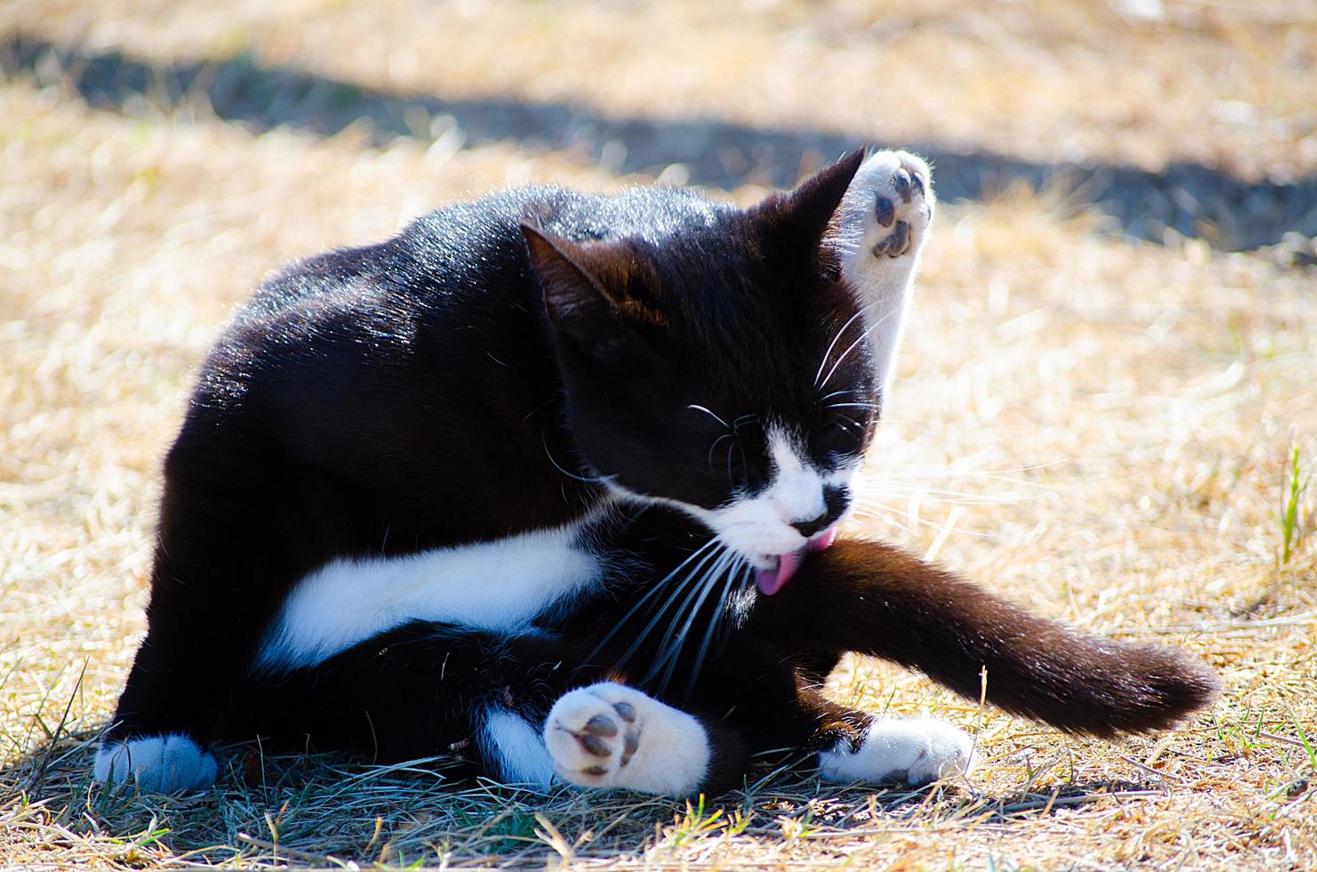 Licking Outdoor 12368