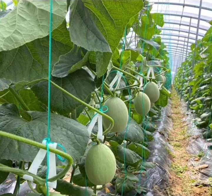 douglas counts add Melons Clips photo