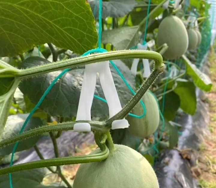 afifa kanwal add Melons Clips photo