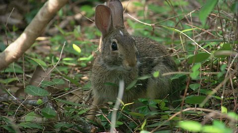 chetan kandpal add Rabbit Webcam Porn photo