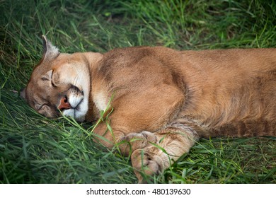 deb huck add Red Head Cougar photo