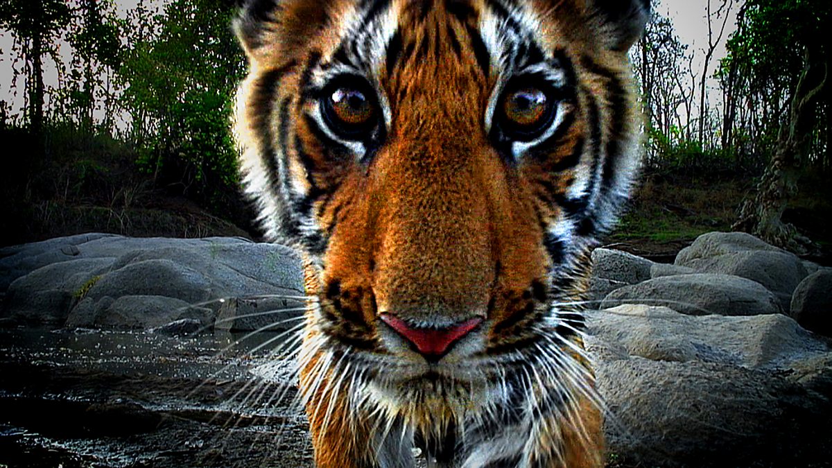 carol derouin add Safari Tiger Bbc photo