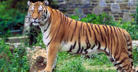 brent ruston add Safari Tiger Bbc photo