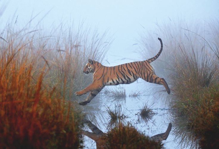 ajay khandait add Safari Tiger Bbc photo