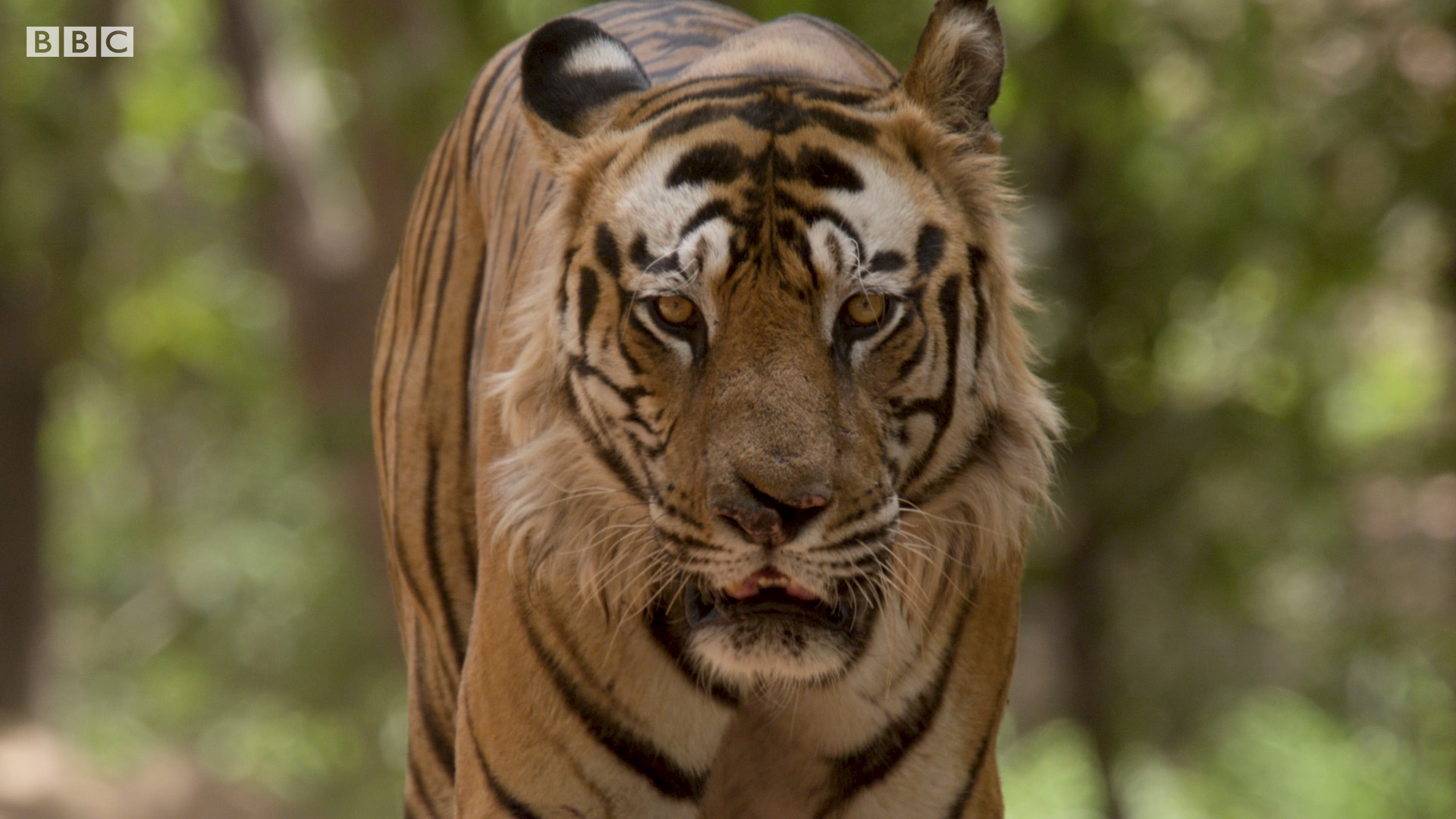 anna westcott add Safari Tiger Bbc photo