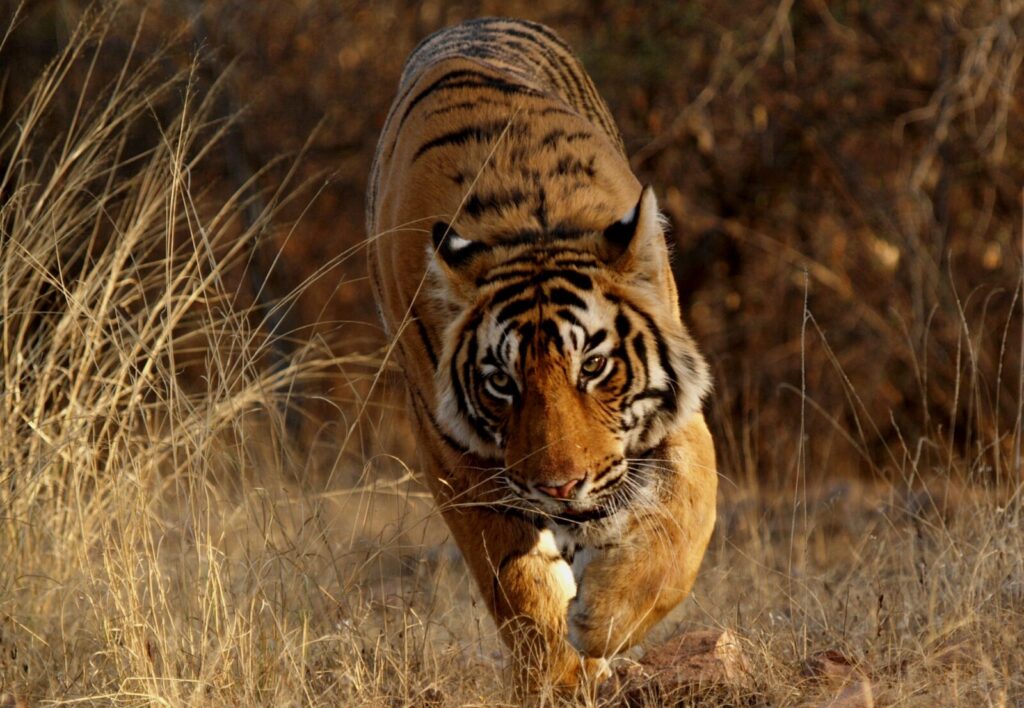 carol canada add Safari Tiger Bbc photo