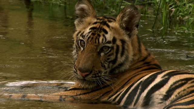 david berdan add Safari Tiger Bbc photo