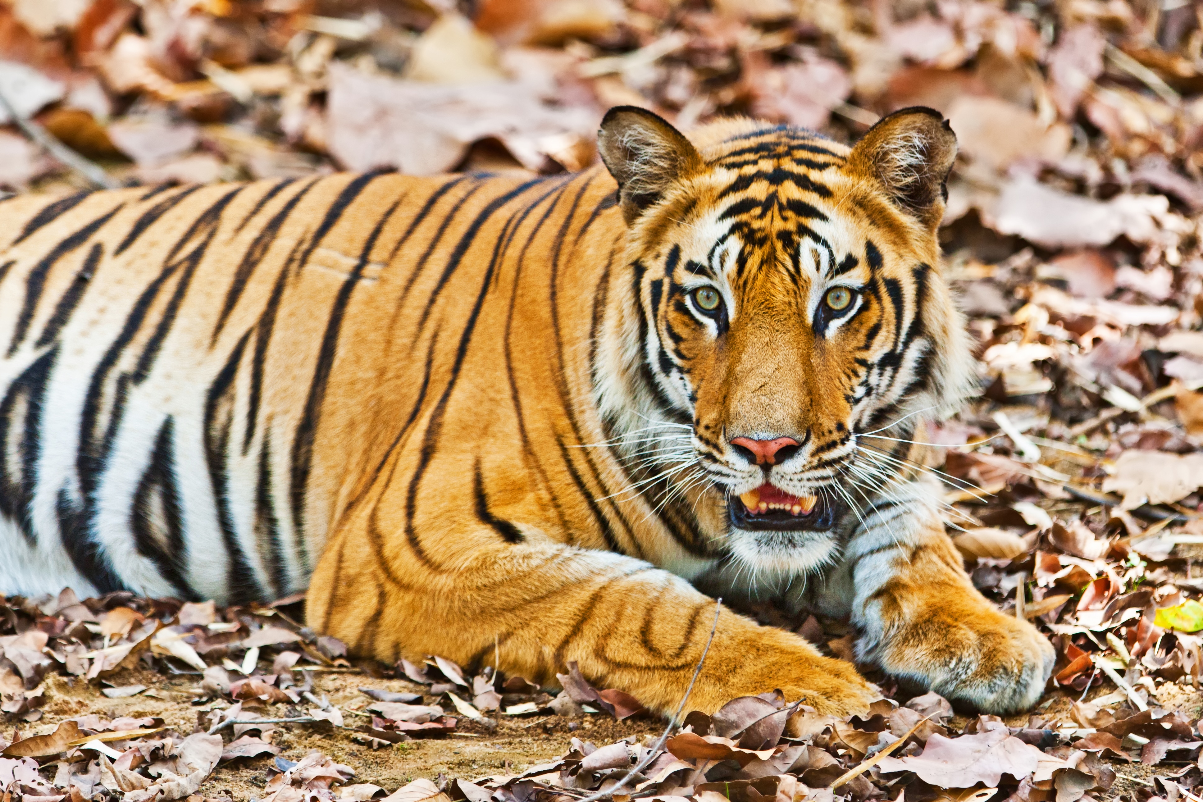 ashley mcclean add Safari Tiger Bbc photo