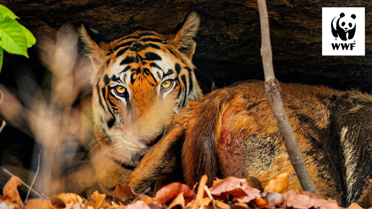 chloe holloway add Safari Tiger Bbc photo