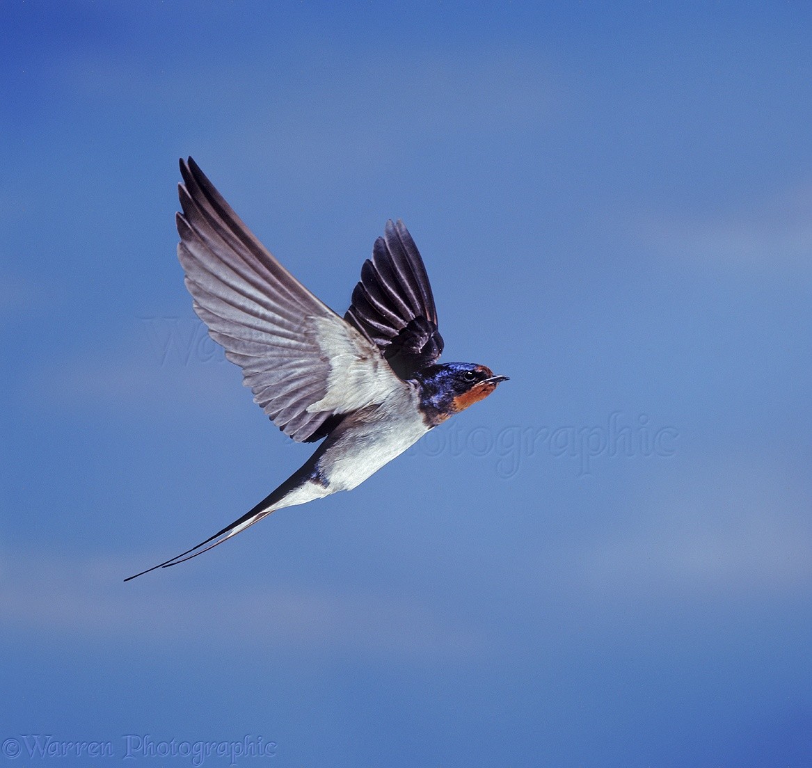 daniel skelton add Sky Bri Swallow photo