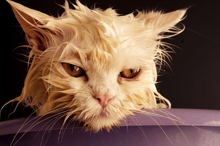chan kok meng add Wetkitty Facial photo