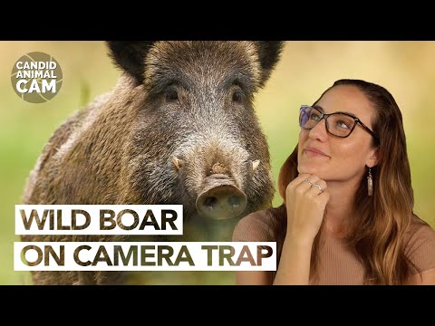 Wild On Cam 11183